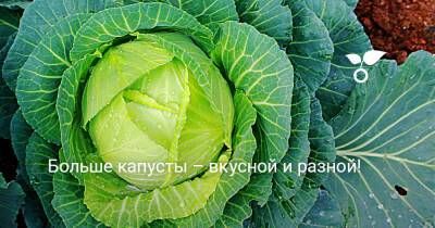 Больше капусты – вкусной и разной! - botanichka.ru