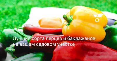 Лучшие сорта перцев и баклажанов на вашем садовом участке - botanichka.ru