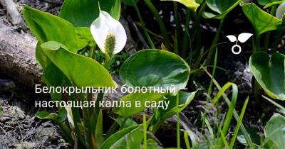 Белокрыльник болотный — настоящая калла в саду - botanichka.ru