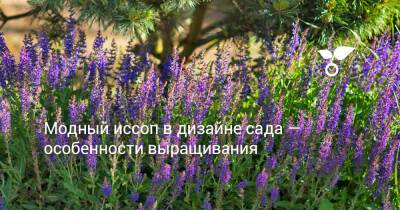 Модный иссоп в дизайне сада — особенности выращивания - botanichka.ru