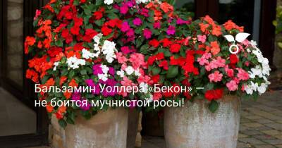 Бальзамин Уоллера «Бекон» — не боится мучнистой росы! - botanichka.ru - Англия - Сша