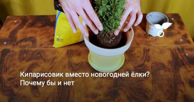 Кипарисовик вместо новогодней ёлки? Почему бы и нет - botanichka.ru