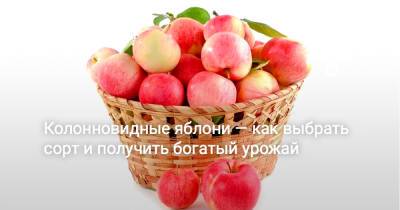Колонновидные яблони — как выбрать сорт и получить богатый урожай - botanichka.ru