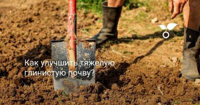 Как улучшить тяжелую глинистую почву? - botanichka.ru