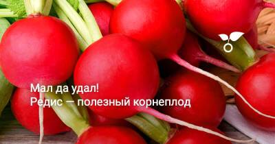 Мал да удал! Редис — полезный корнеплод - botanichka.ru - Россия