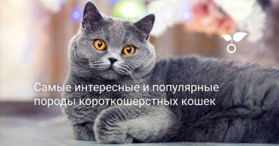 Самые интересные и популярные породы короткошерстных кошек - botanichka.ru - Англия - Таиланд