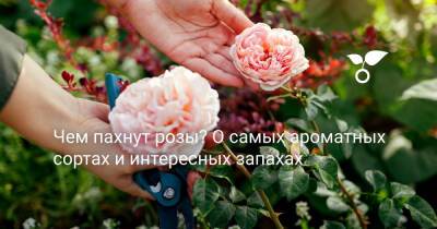 Чем пахнут розы? О самых ароматных сортах и интересных запахах - botanichka.ru