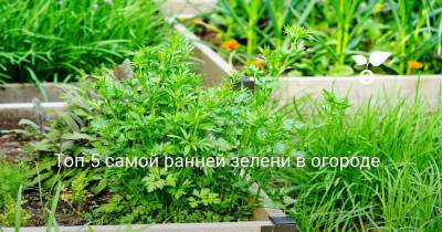 Топ-5 самой ранней зелени в огороде - botanichka.ru
