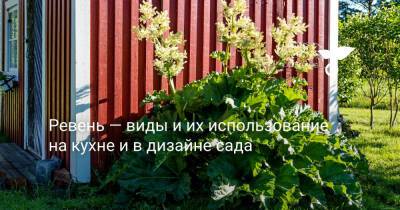 Ревень — виды и их использование на кухне и в дизайне сада - botanichka.ru - Сша