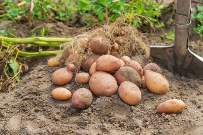 Как собрать 10 кг картофеля с 1 кв.м (выращивание по методу Квартальновой) - ogorod.ru