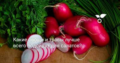 Какие овощи и травы лучше всего подойдут для салатов? - botanichka.ru