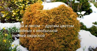 Зимой и летом — другим цветом. О хвойных с необычной зимней окраской - botanichka.ru