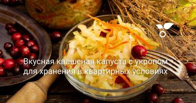 Вкусная квашеная капуста с укропом для хранения в квартирных условиях - botanichka.ru