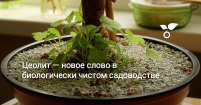 Цеолит — новое слово в биологически чистом садоводстве! - botanichka.ru