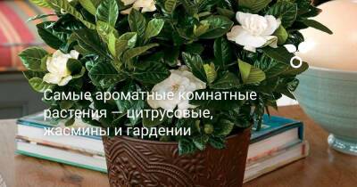 Самые ароматные комнатные растения — цитрусовые, жасмины и гардении - botanichka.ru