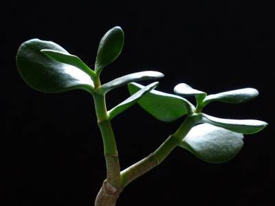Срочная помощь растению: как спасти погибающее денежное дерево - belnovosti.by