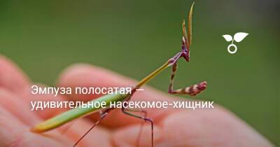 Эмпуза полосатая — удивительное насекомое-хищник - botanichka.ru - Индия - Турция - Греция - Крым - Италия - Румыния - Словения