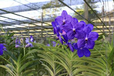 Орхидея ванда: уход в домашних условиях - greeninfo.ru - Англия - Индия