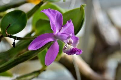 Хитрый трюк, благодаря которому орхидея всегда выпускает новый цветонос, а иногда даже два - belnovosti.by