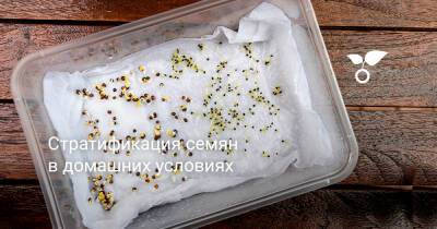 Стратификация семян в домашних условиях - botanichka.ru