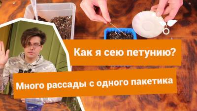 Зачем сеять петунию в январе? Всё дело в экономии! - botanichka.ru