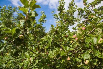 Как опытные садоводы омолаживают яблони весной: способ простой, а урожая в два раза больше - belnovosti.by
