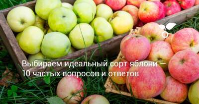 Выбираем идеальный сорт яблони — 10 частых вопросов и ответов - botanichka.ru - Россия