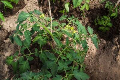 Что весной внести в почву за сутки до высадки рассады томатов, чтобы ускорить рост и получить большой урожай - belnovosti.by