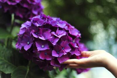 Как проводить весеннюю обрезку гортензии, чтобы получить пышные цветы: хитрости опытных хозяек - belnovosti.by