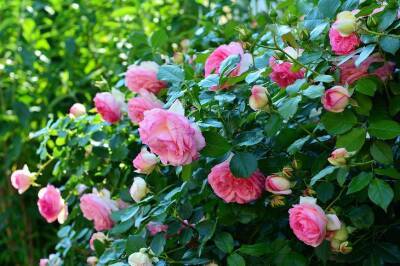 Правильная обрезка кустовых роз весной для получения пышной кроны: минутное дело, а цветет в два раза лучше - belnovosti.by