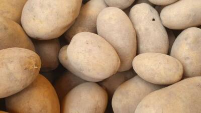 Светлана Протас - 2 главные ошибки дачников, «забирающие» большой урожай картофеля - belnovosti.by