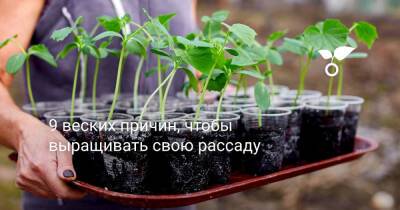 9 веских причин, чтобы выращивать свою рассаду - botanichka.ru
