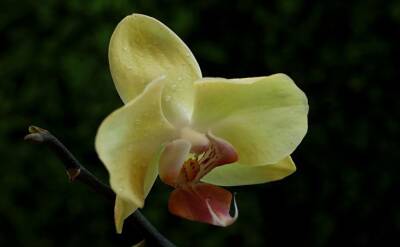 Светлана Протас - Почему орхидея «плачет»? Что делать, если на листьях появляются липкие капельки - belnovosti.by