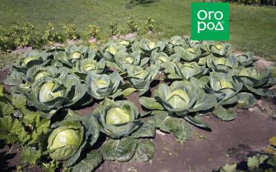 Как подготовить грядку для капусты: 5 тонкостей, о которых нужно знать - ogorod.ru