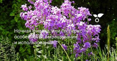 Ночная фиалка, или Гесперис — особенности выращивания и использования - botanichka.ru - Россия