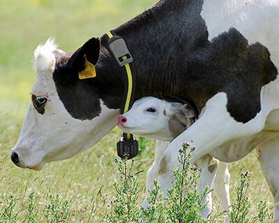 Выпойка телят молозивом: оставлять телят с коровами? - rynok-apk.ru