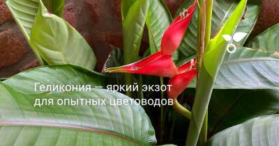 Геликония — яркий экзот для опытных цветоводов - botanichka.ru