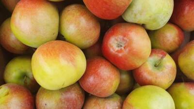 Как «обмануть» яблоки и груши и заставить их плодоносить каждый год - belnovosti.by
