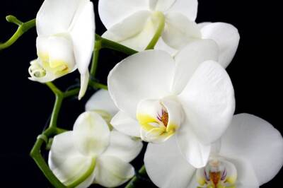 Игорь Зур - Три досадные ошибки, из-за которых орхидея сбрасывает нераскрывшиеся бутоны и цветы слишком быстро - belnovosti.by