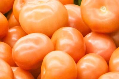Светлана Протас - Как сажать помидоры, чтобы с одного куста получать в 5-7 раз больше урожая - belnovosti.by - Калининград