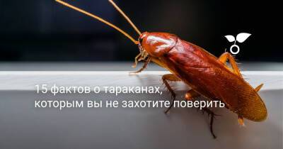 15 фактов о тараканах, которым вы не захотите поверить - botanichka.ru