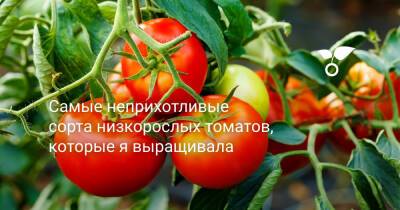 Самые неприхотливые сорта низкорослых томатов, которые я выращивала - botanichka.ru - Мексика