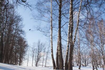 Светлана Протас - Выкопать и больше не сажать: 3 дерева, из-за которых ничего не растет в огороде - belnovosti.by