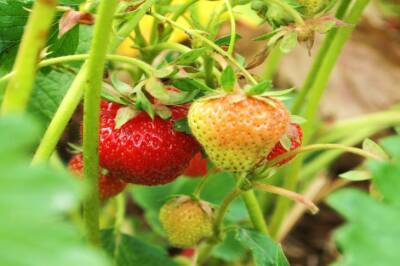 Игорь Зур - Что нужно сделать с клубникой весной, чтобы завалило урожаем сладких ягод - belnovosti.by
