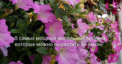 5 самых мощных ампельных петуний, которые можно вырастить из семян - botanichka.ru