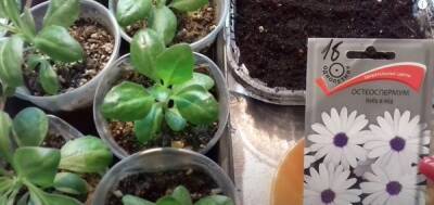 Выращивание остеоспермума из семян: сроки посева и правила ухода за рассадой - countryhouse.pro
