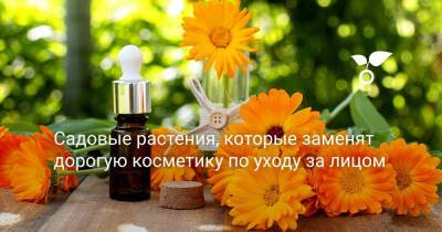 Садовые растения, которые заменят дорогую косметику по уходу за лицом - botanichka.ru