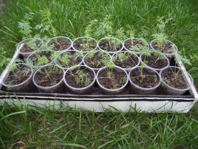 Как вырастить укроп на балконе из семян для начинающих: пошаговая инструкция - fermilon.ru