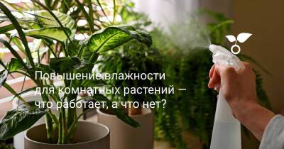 Повышение влажности для комнатных растений — что работает, а что нет? - botanichka.ru