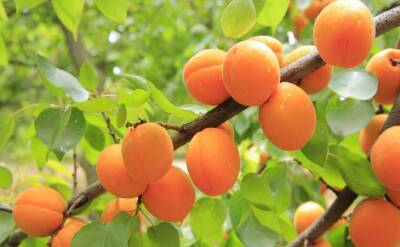 Светлана Протас - По мешку абрикосов с дерева: всего 1 приём и сочными плодами завалит сад - belnovosti.by